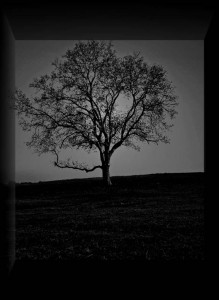 The Wide Field_72dpi_Christopher Woods